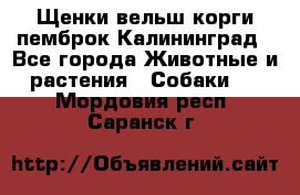 Щенки вельш корги пемброк Калининград - Все города Животные и растения » Собаки   . Мордовия респ.,Саранск г.